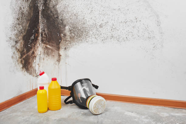 Best Mold Damage Repair  in Richfield Springs, NY