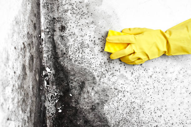 Trusted Richfield Springs, NY Mold Removal Experts