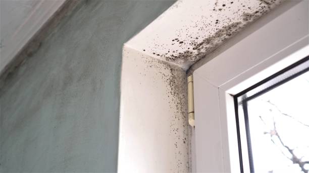 Best Fast Mold Removal  in Richfield Springs, NY