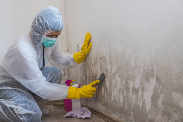 Best Mold Remediation Services  in Richfield Springs, NY