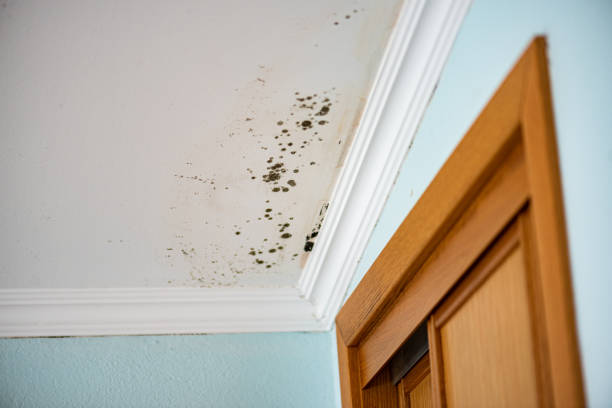 Best Mold Cleaning Services  in Richfield Springs, NY