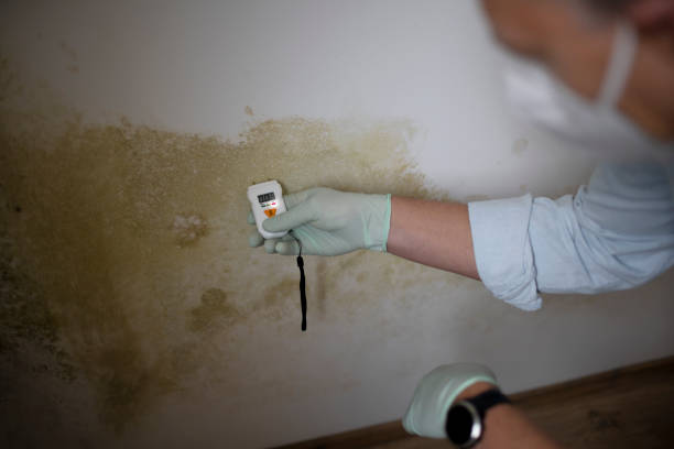 Best Professional Mold Removal  in Richfield Springs, NY