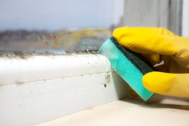 Best Commercial Mold Removal  in Richfield Springs, NY