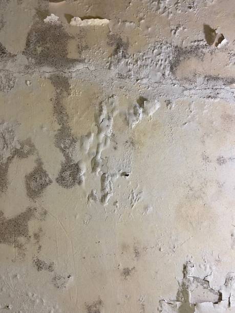 Best Same-Day Mold Removal  in Richfield Springs, NY