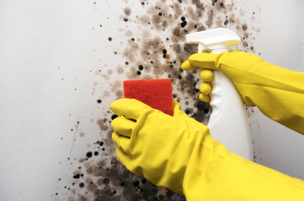 Best Mold Cleaning Services  in Richfield Springs, NY