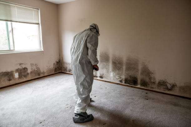 Best Mold Removal Process  in Richfield Springs, NY