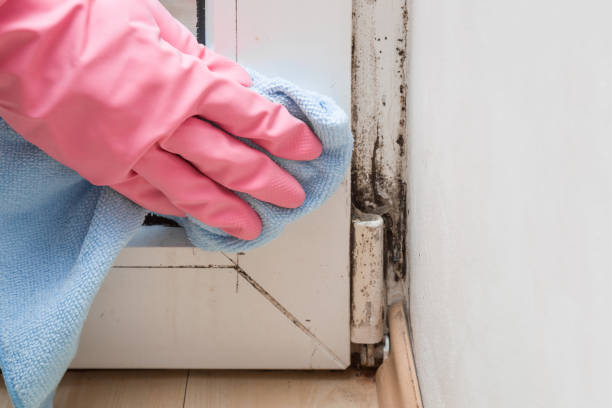 Best Toxic Mold Removal  in Richfield Springs, NY